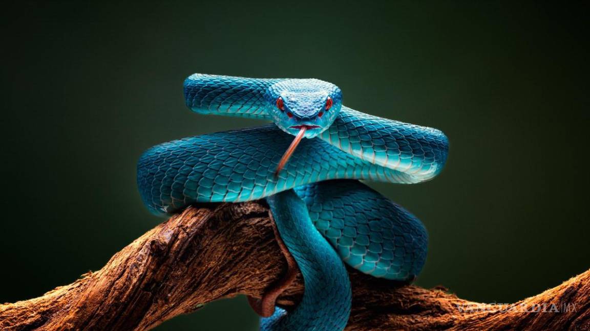 $!El top 10 de los animales más letales del mundo... el número 1 te sorprenderá