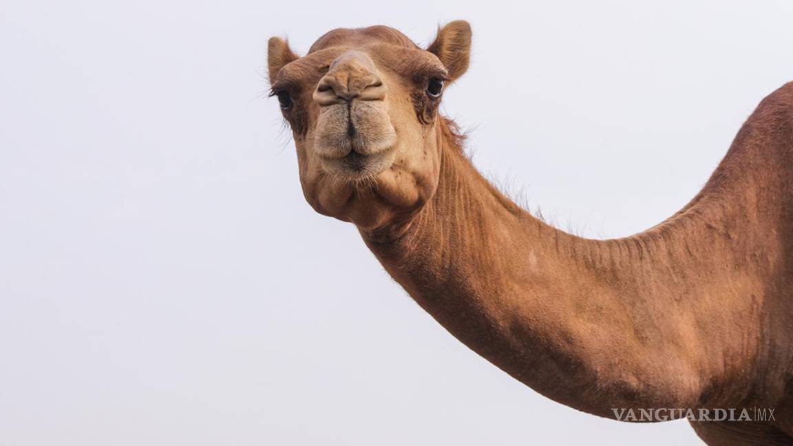 Australia sacrifica a diez mil camellos con francotiradores que disparan desde helicópteros