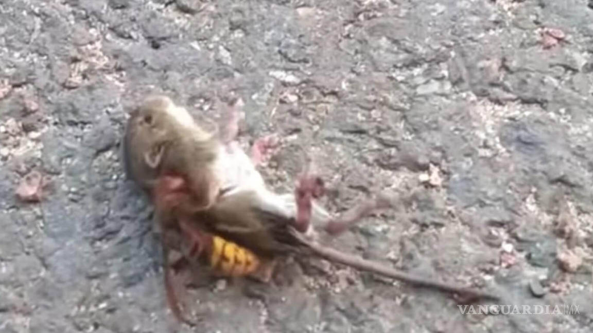 El impresionante momento en que un avispón asesino mata a un ratón (video)