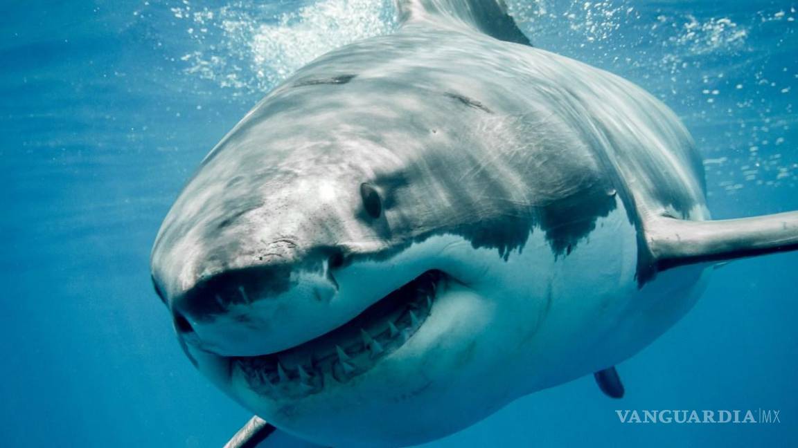 Alertan por avistamiento de tiburón blanco de 5 metros en costas de Sonora; piden extremar precauciones a pescadores