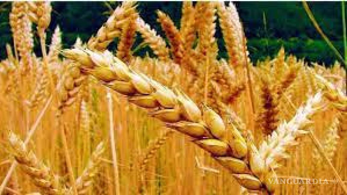 Ante baja en producción, tendrán que comprar trigo en Sonora