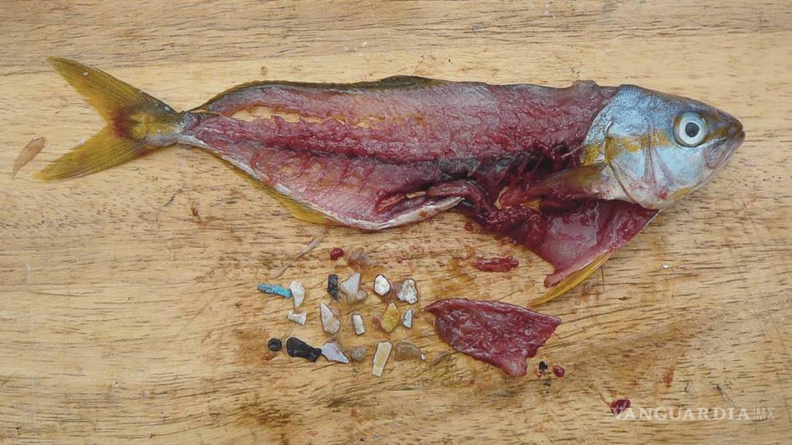 $!Cada semana consumes 5 gramos de plástico sin darte cuenta