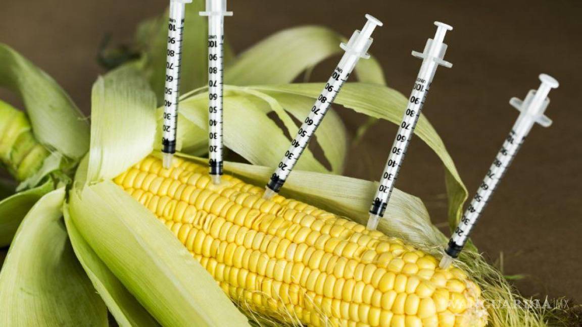 Suprema Corte negó amparo a Monsanto y otras trasnacionales para sembrar maíz transgénico