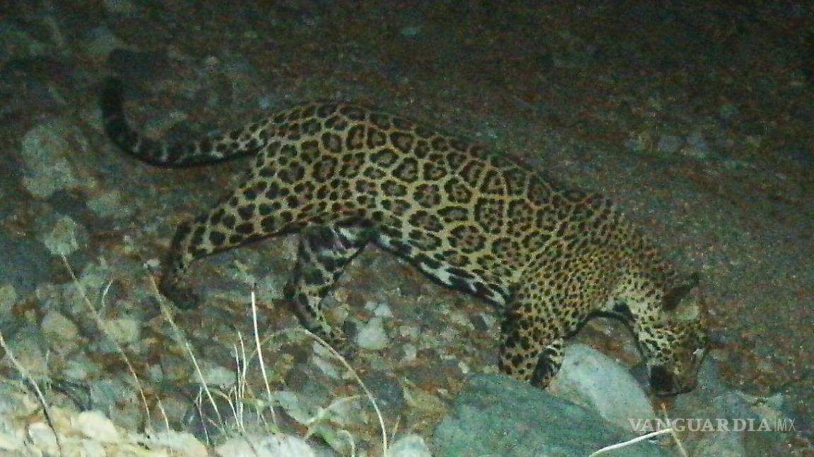 ‘El Jefe’, un jaguar viajero entre Estados Unidos y México que es un símbolo contra el muro