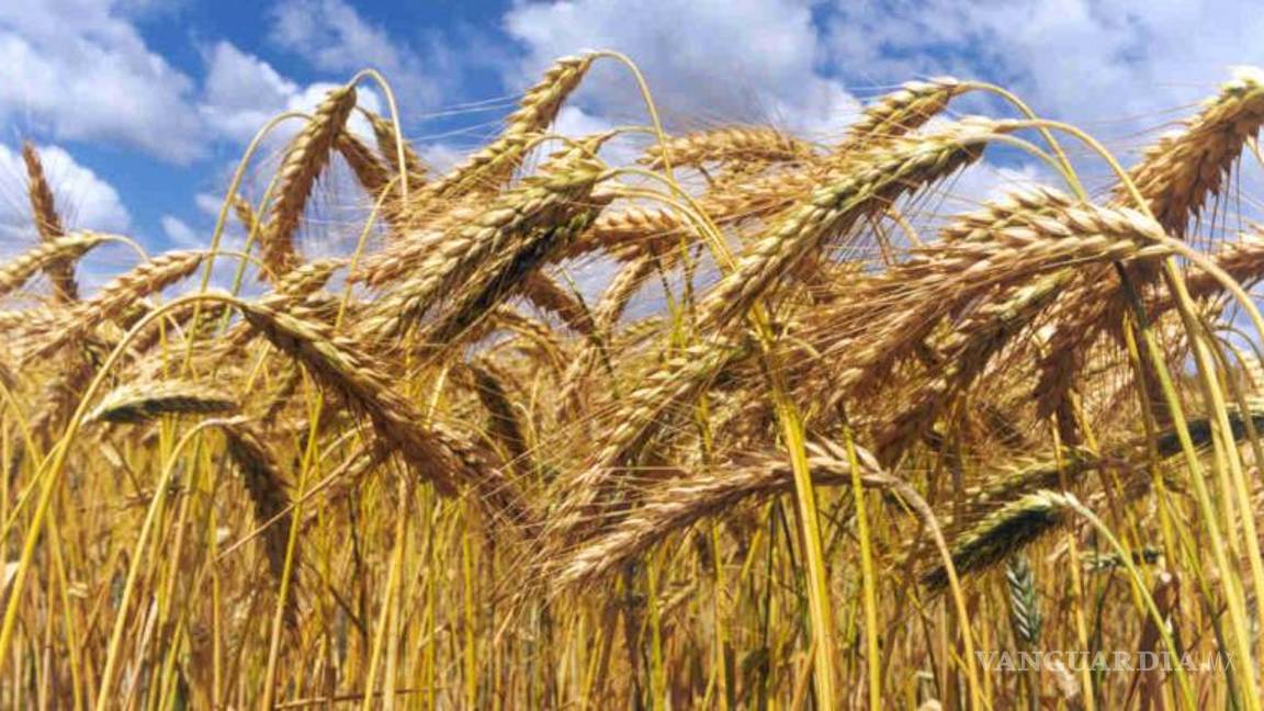 $!El café, chocolate, jarabe de maple y otros ingredientes desaparecerían por el cambio climático