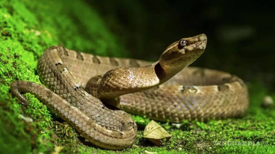 Con lluvias aumenta avistamiento de serpientes en zonas urbanas de Saltillo; Policía Ambiental atiende dos reportes