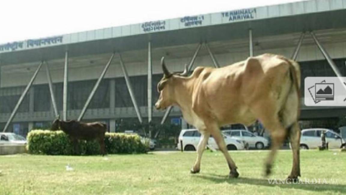 Una vaca desvía vuelos en aeropuerto de la India