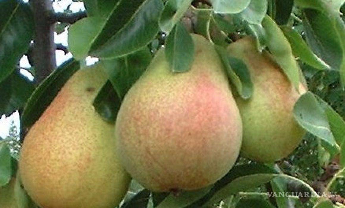 De cuando el perón era la joya de los huertos saltillenses