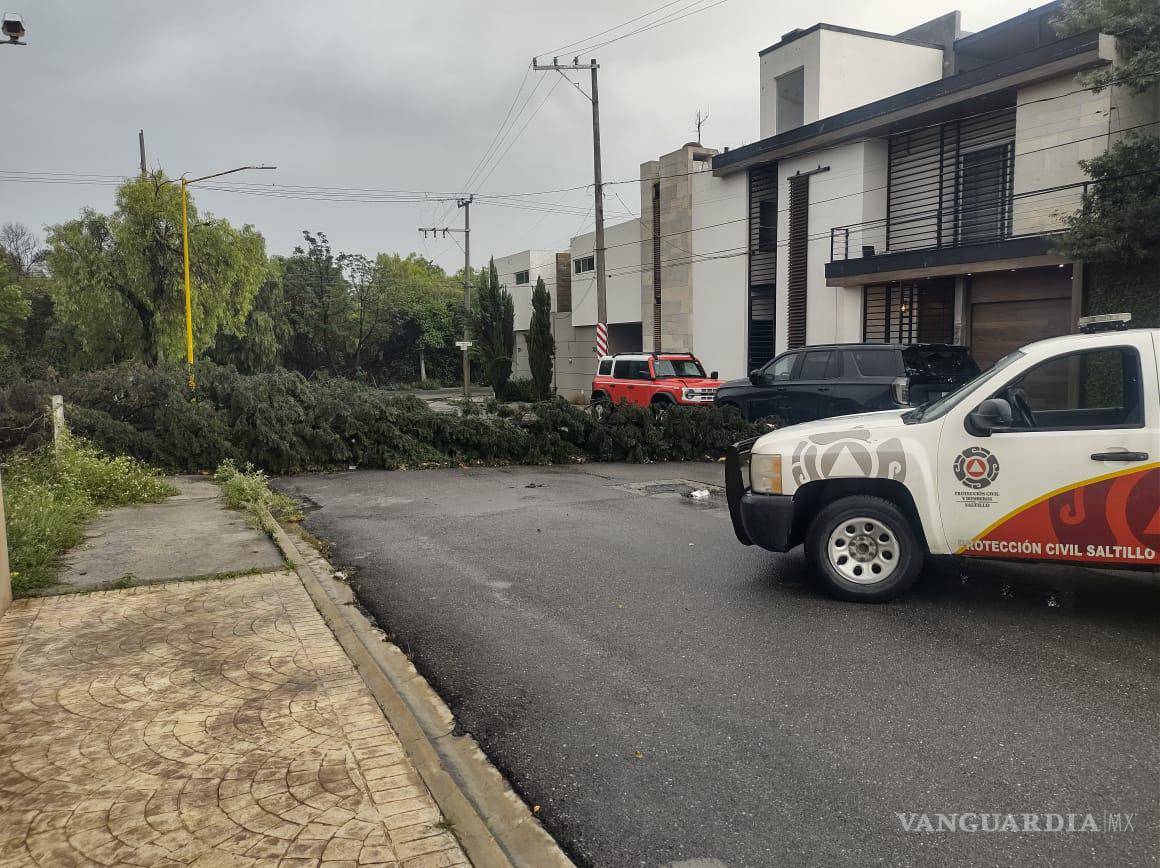 $!Uno de los árboles caídos en la colonia Brisas Poniente fue retirado por brigadas municipales; el incidente no dejó personas lesionadas.