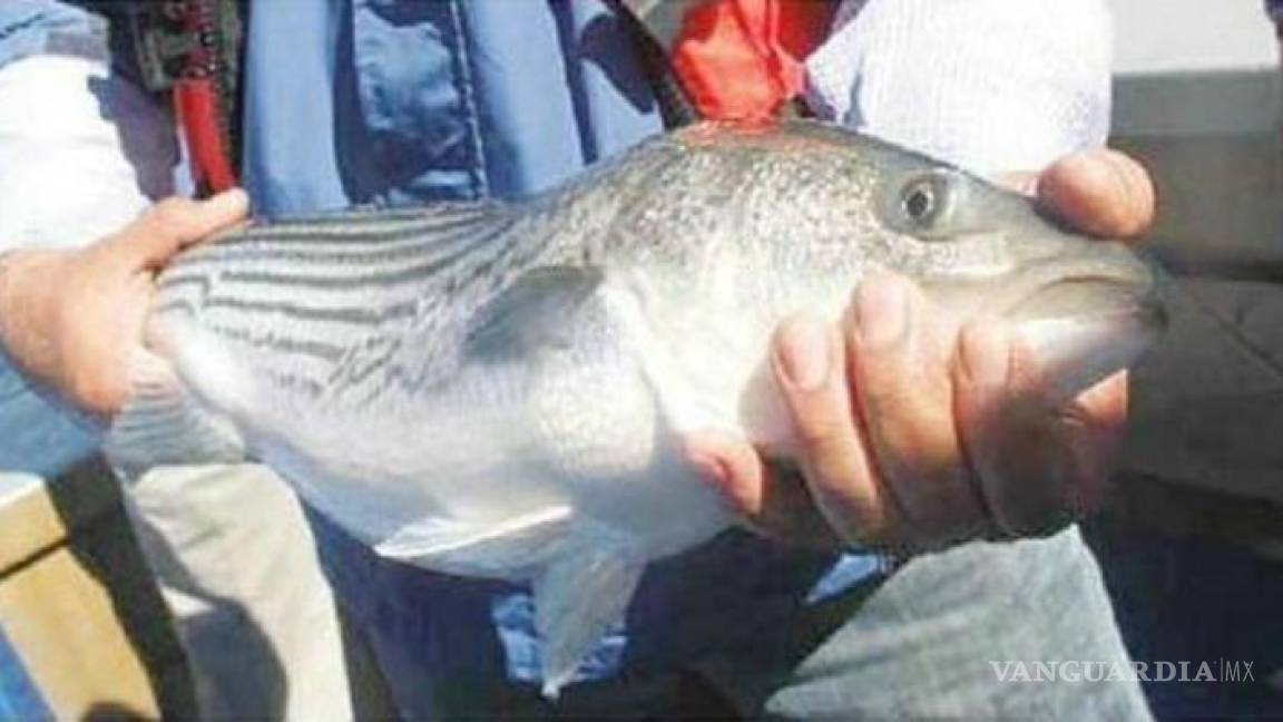 Totoaba, el pez mexicano codiciado por su 'poder' afrodisíaco