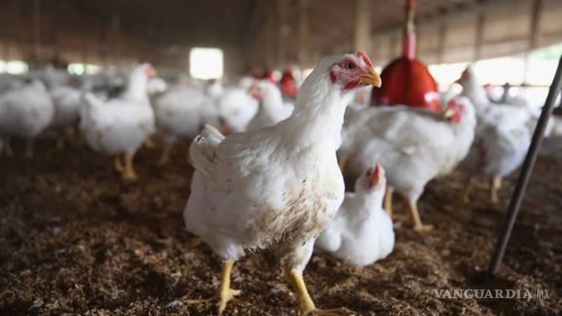Sacrificarán 296 mil aves de Sonora y Nuevo León, por gripe aviar que se transmite a humanos