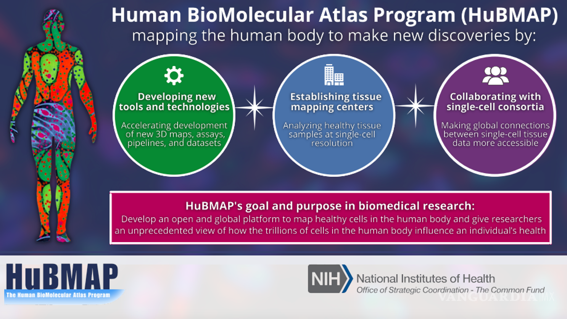 $!El consorcio HuBMAP tiene el objetivo de cartografiar el panorama molecular de las células sanas, así como su entorno inmediato en el cuerpo.