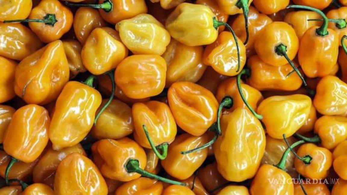 Coahuila: ¿Y tú, cuál prefieres? El habanero es el chile favorito de los mexicanos