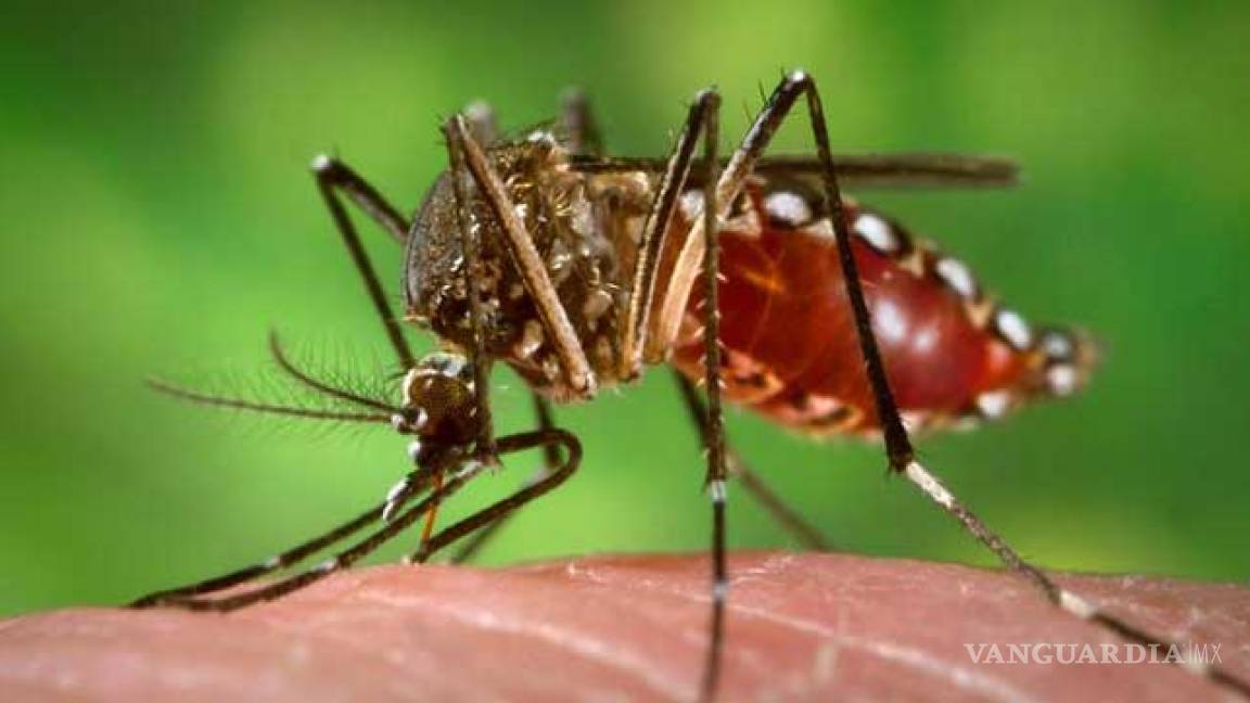 Acapara Torreón el mayor número de casos de dengue en Coahuila