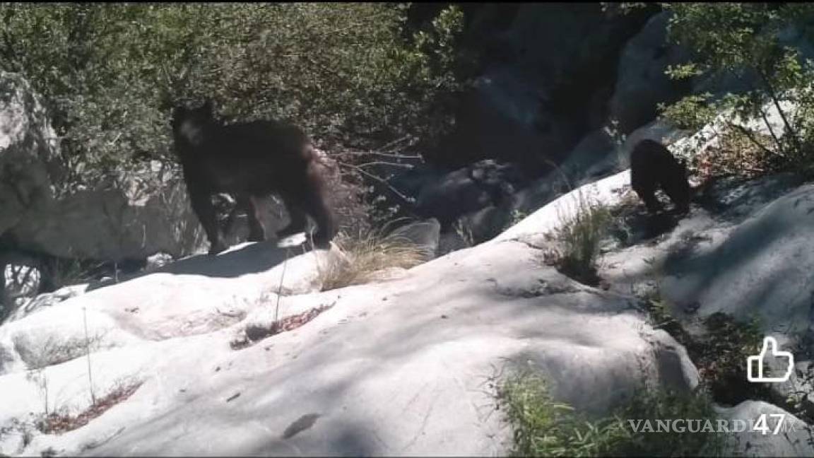 Captan momentos íntimos en la vida de un oso negro y sus crías en la Sierra de Zapalinamé