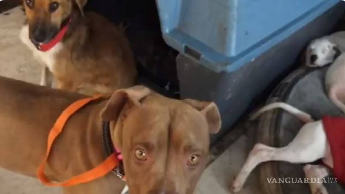 Denuncian a 'animalista' que maltrata a los perros que rescata (video)