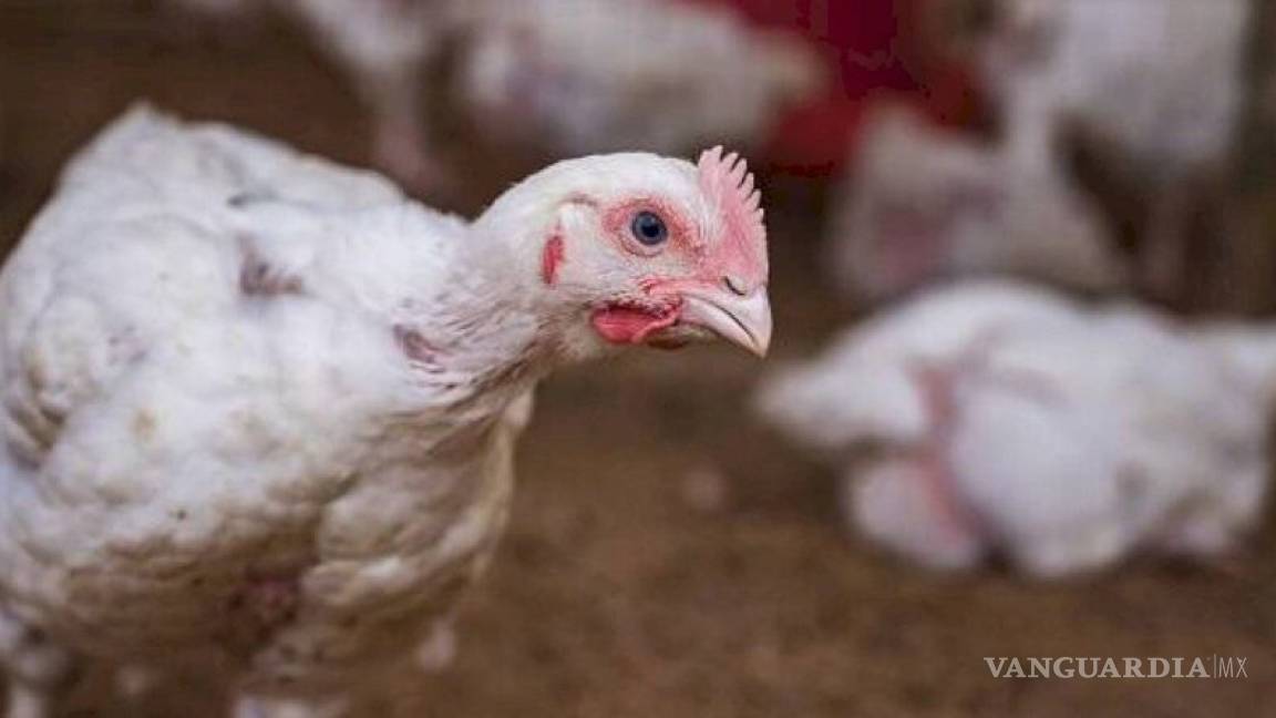 Muere niño por gripe aviar en la India, la primera de ese tipo en el país