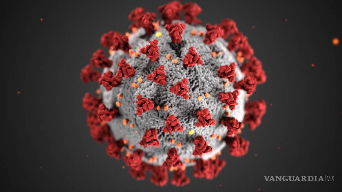 COVID-19 no ha mutado en diferentes tipos de virus, según un estudio publicado en Virus Evolution