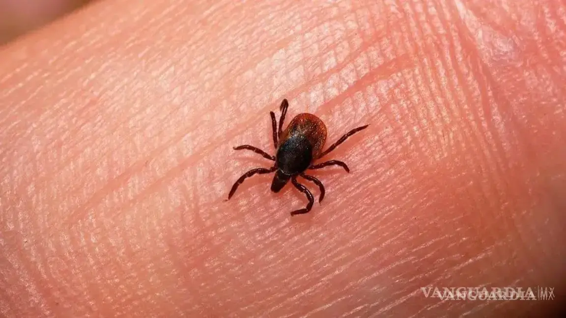 $!Según algunos reportes, la tasa de mortalidad por rickettsia en México oscila entre el 31 y 50%.