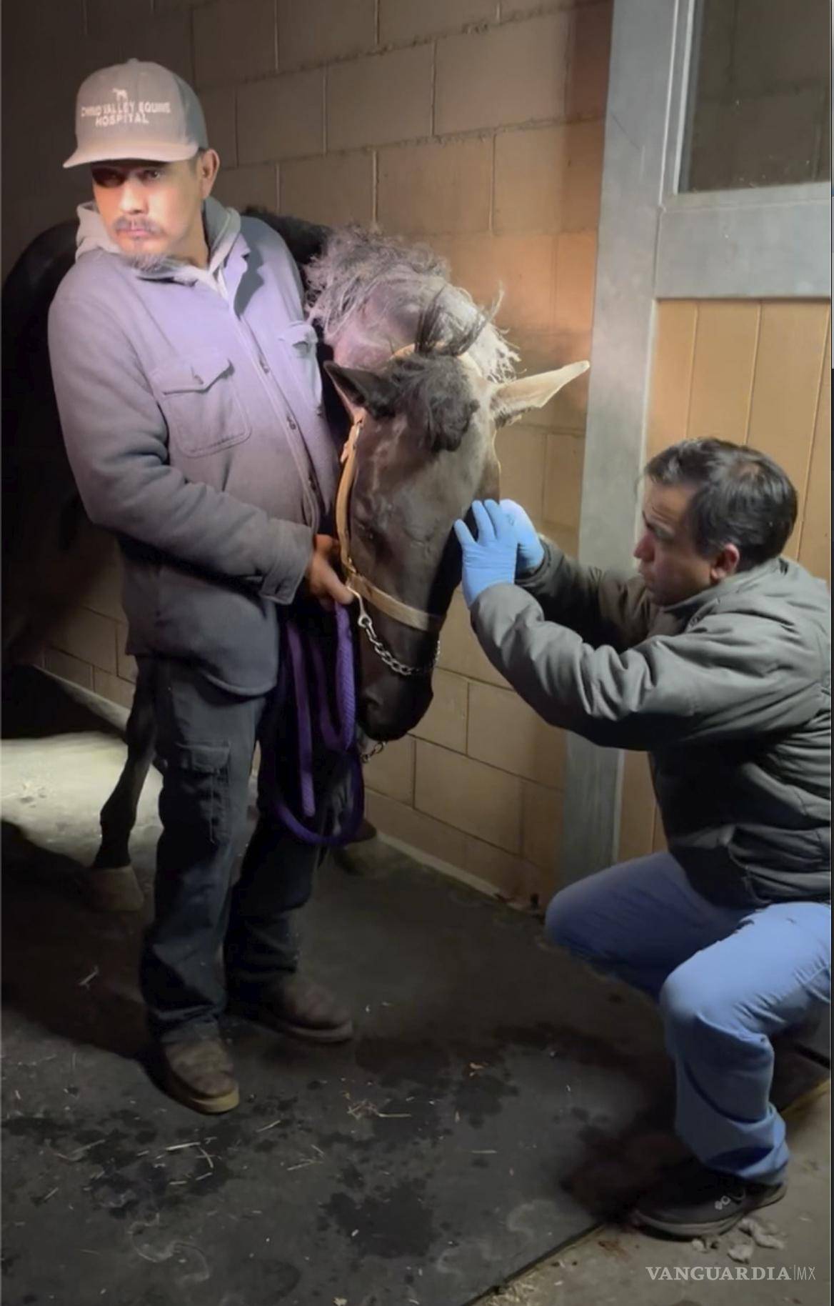 $!Un veterinario limpia los ojos de un caballo llamado Flicka y revisa si tiene daños en el Hospital Equino de Chino Valley tras ser rescatado del incendio de Eaton.