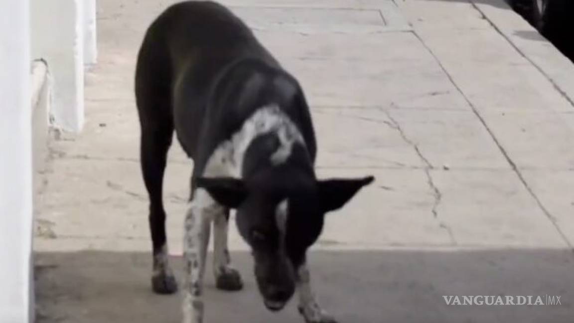 Asociación civil acusa a funcionarios de Aguascalientes de envenenar perros callejeros