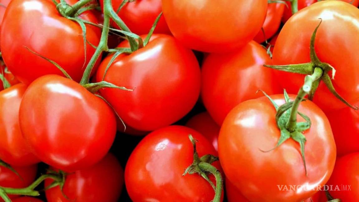 Estados Unidos impondrá a partir de hoy arancel del 17.5% a tomateros mexicanos
