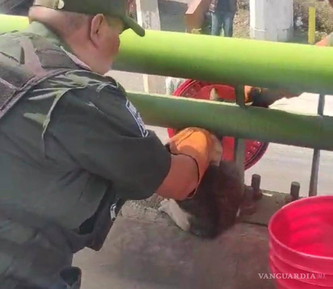 $!Este rescate resalta la efectividad del trabajo realizado por el departamento de la Policía Ambiental.