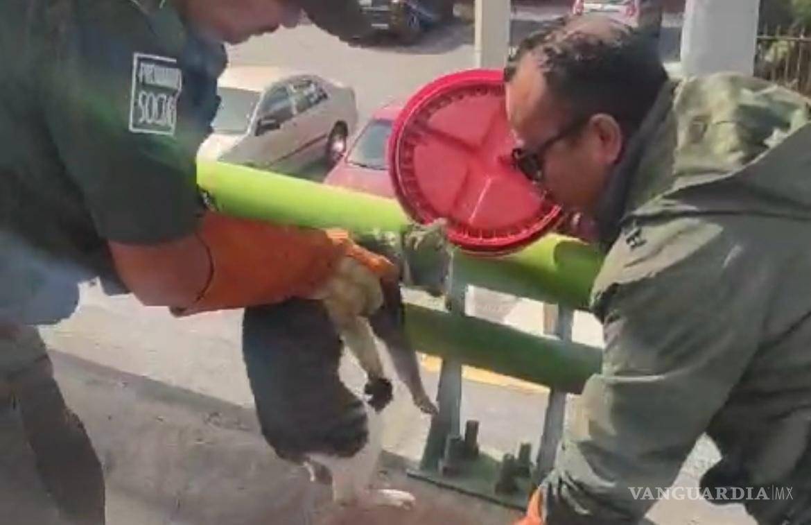 $!Se planea publicar fotos del gatito con el objetivo de encontrar a sus dueños .