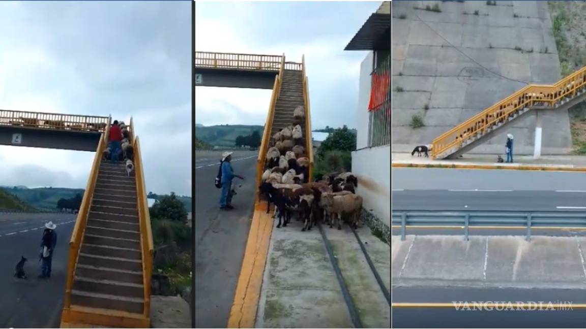VIDEO: Chivas ponen el ejemplo de cultura peatonal, a los humanos.