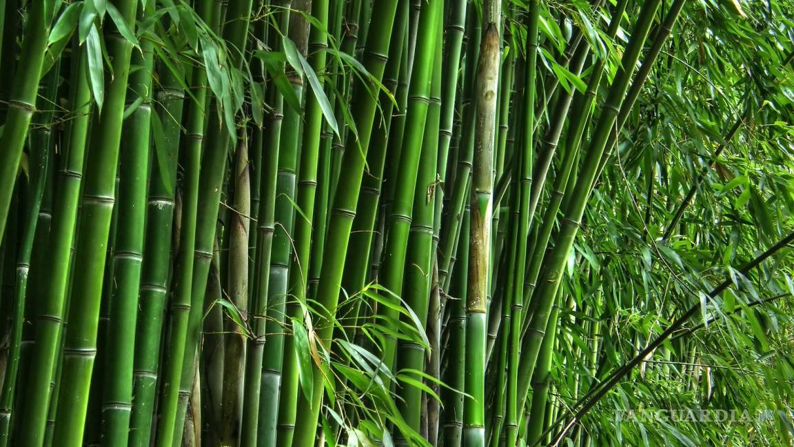 Bambú, la planta que puede mover la economía nacional