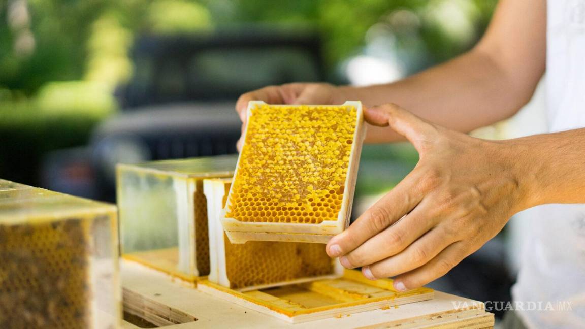 Disminuyen colmenas y se desploma producción de miel en Coahuila
