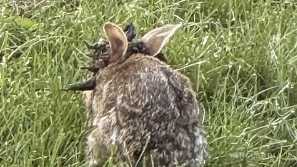 $!En Colorado, un fenómeno ha llamado la atención de vecinos y visitantes: conejos con extraños crecimientos negros.