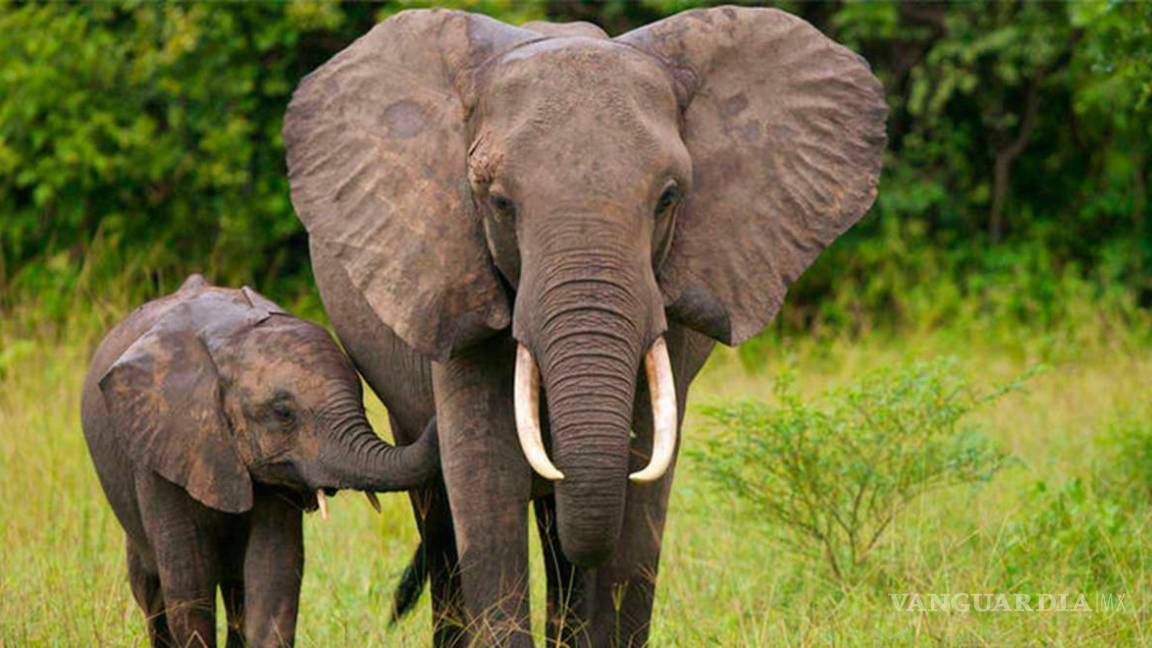 Etiopía: Matan cazadores 19 elefantes
