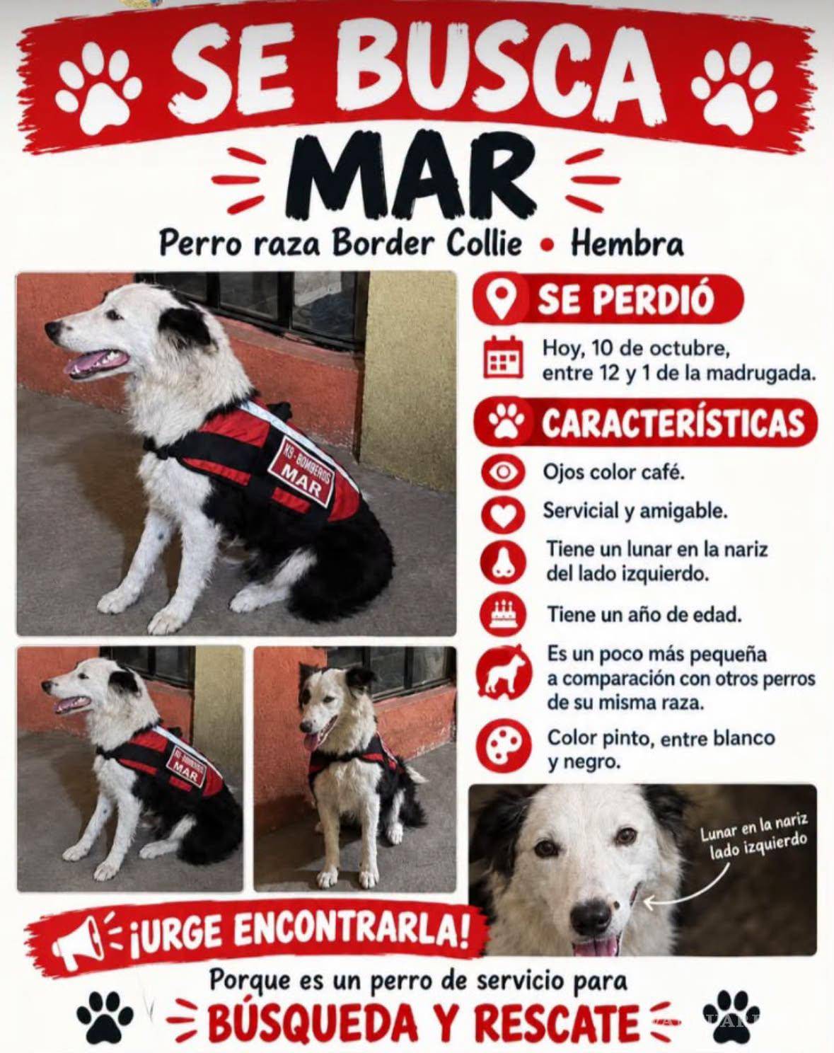 $!Los Bomberos de Saltillo difundieron la ficha de búsqueda de Mar a través de sus redes sociales.
