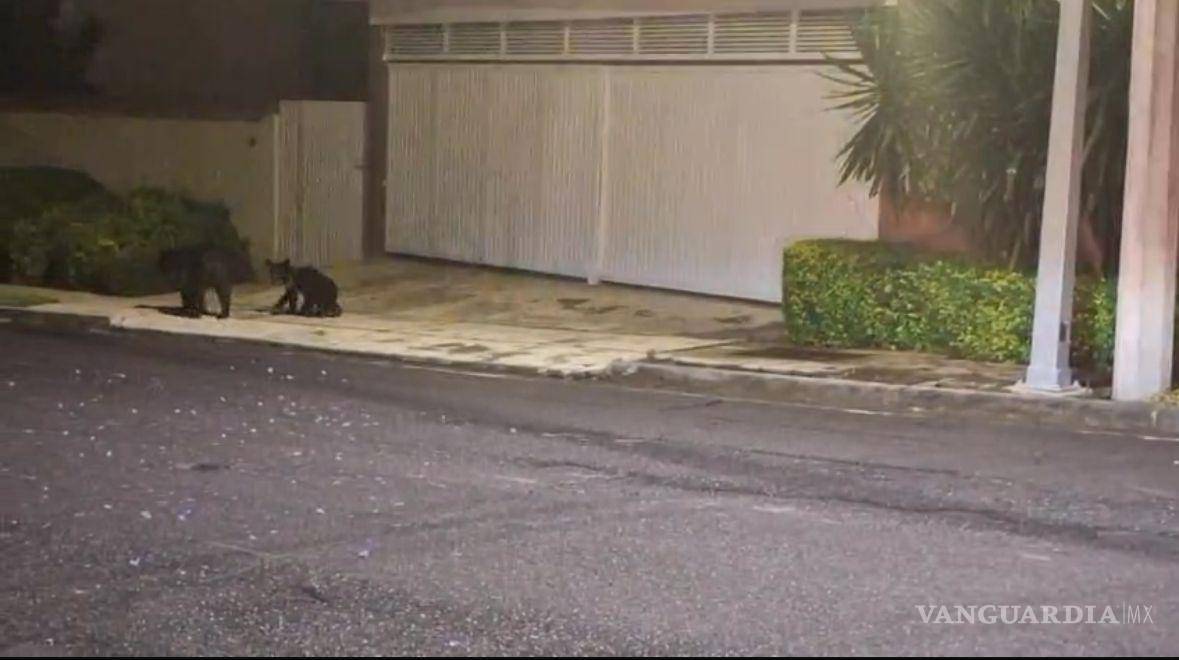 Cuatro osos en sector habitacional movilizan a elementos de Protección Civil de Nuevo León