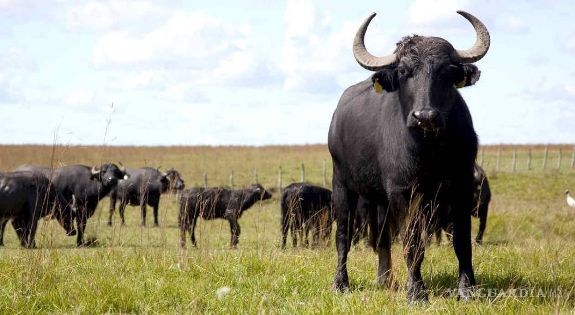 $!Crianza de búfalo diversifica la ganadería en el Norte de Coahuila