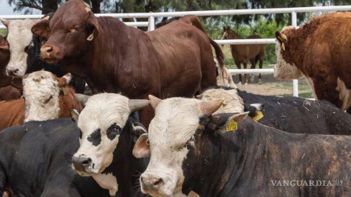 Actualmente, 5 mil cabezas de ganado se exportan al mes por Piedras Negras