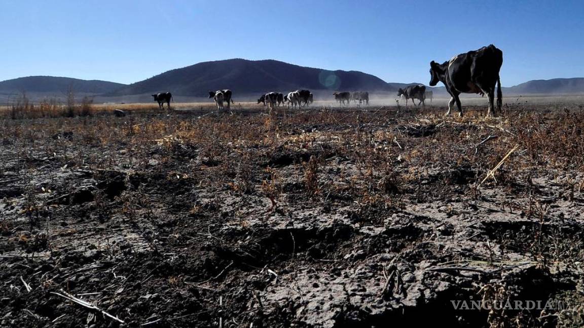 Murieron 50 mil vacas por sequía en Durango