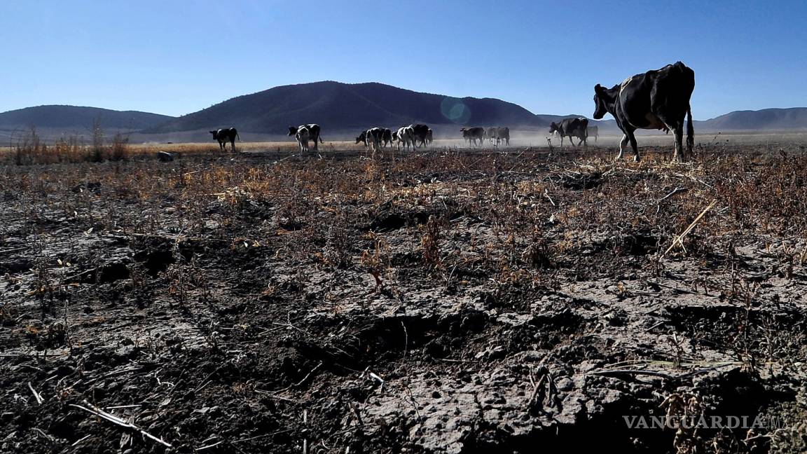 Golpea intensa sequía al sector agrícola, anticipan una menor producción
