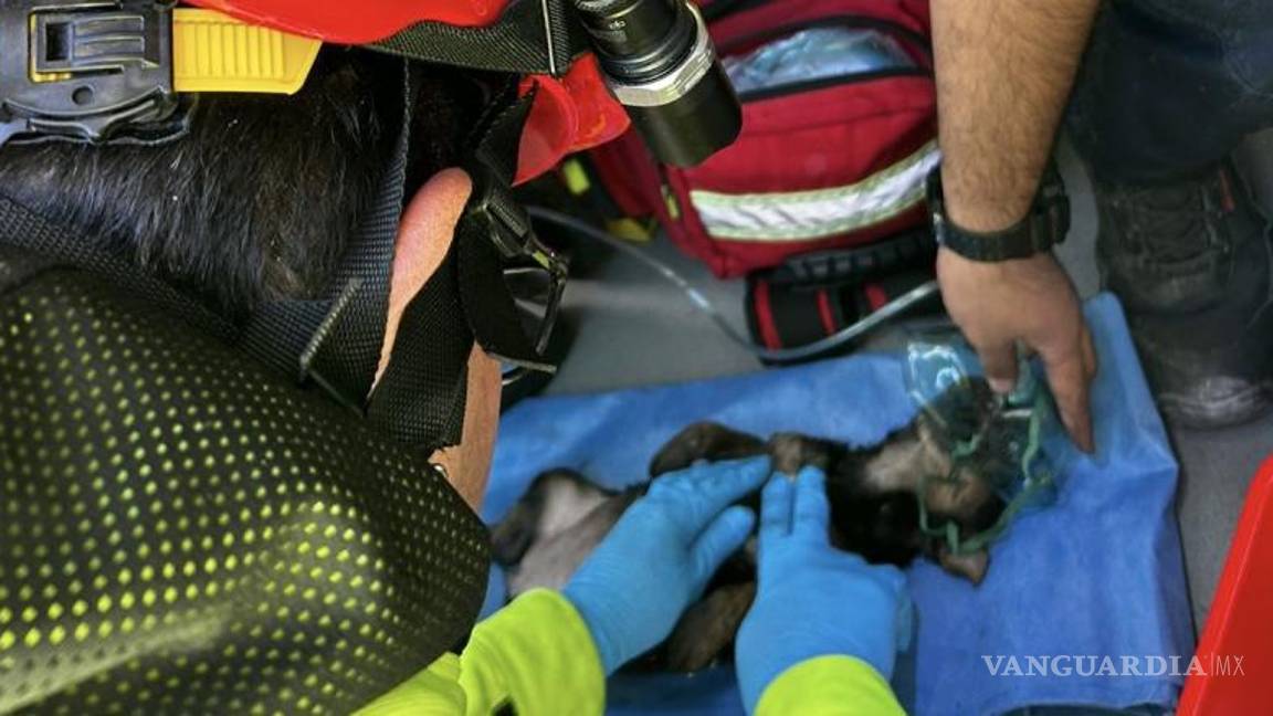 $!Un perro y un gato fueron rescatados con vida del interior de la casa afectada por el incendio, mientras que otro perro lamentablemente perdió la vida durante el siniestro.