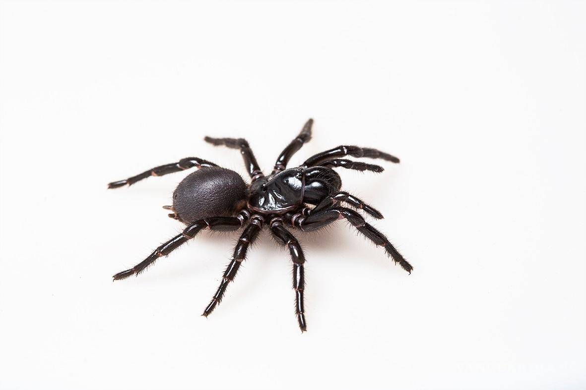 $!Araña de tela de embudo de isla Fraser, sobre fondo blanco. EFE/The University of Queensland/Victor Chang Cardiac Research Institute