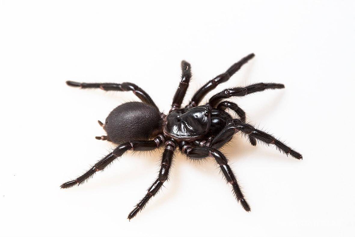$!Araña de tela de embudo de isla Fraser, sobre fondo blanco. EFE/The University of Queensland/Victor Chang Cardiac Research Institute