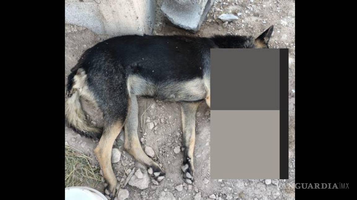 Denuncian en redes sociales envenenamiento masivo de animales en Arteaga