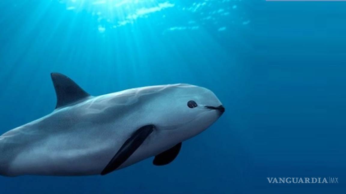 Desvían 7.2 millones de pesos destinados a protección de vaquita marina