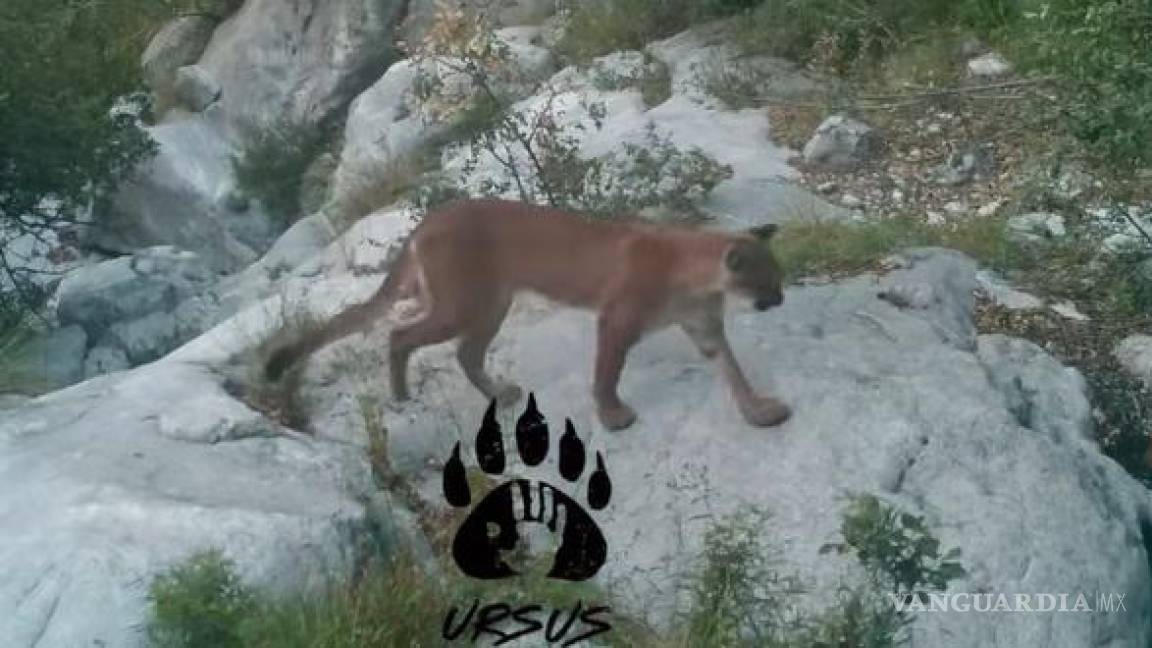 Regresa el puma a la Sierra de Zapalinamé: un equilibrio vital para el ecosistema (video)