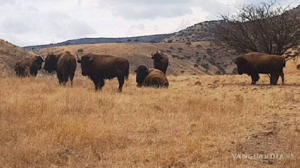 Encuentran llamas, bisontes y jabalíes en ranchos incautados a César Duarte