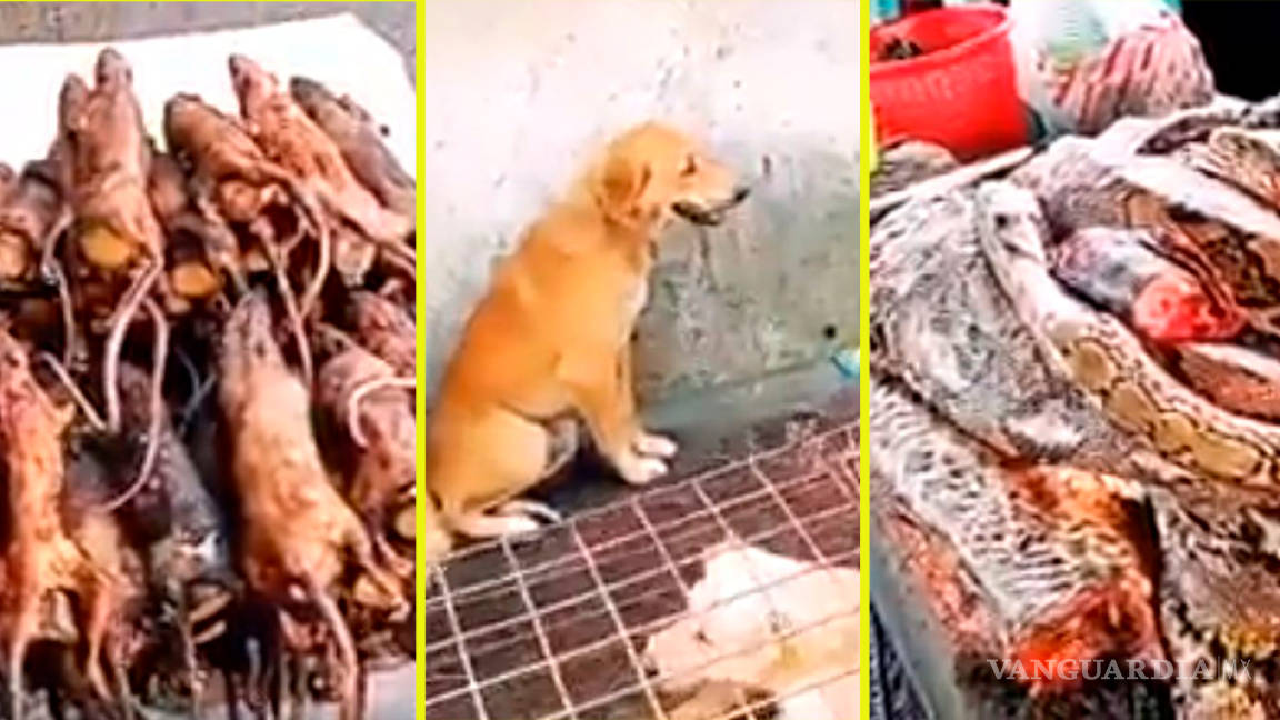 Impresionante video de un mercado asiático: venden perros, gatos... hasta murciélagos y boas ¡para comérselos!