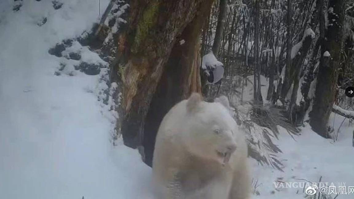 $!Así luce el único panda albino que existe en el mundo