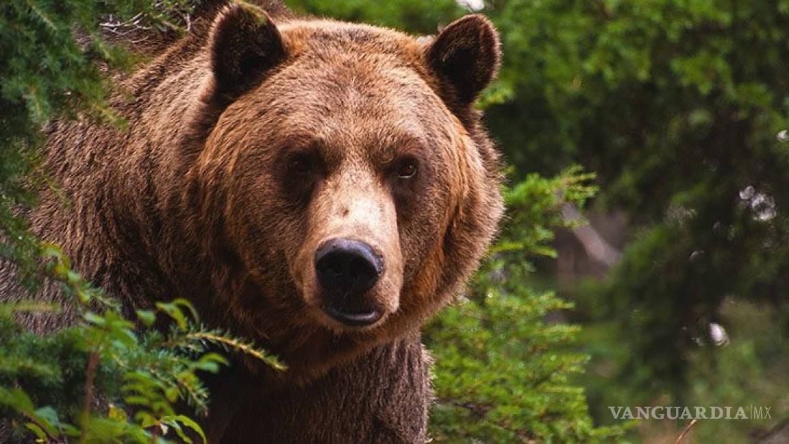 EU vuelve a proteger al oso grizzly; cancela primera época de cacería en décadas