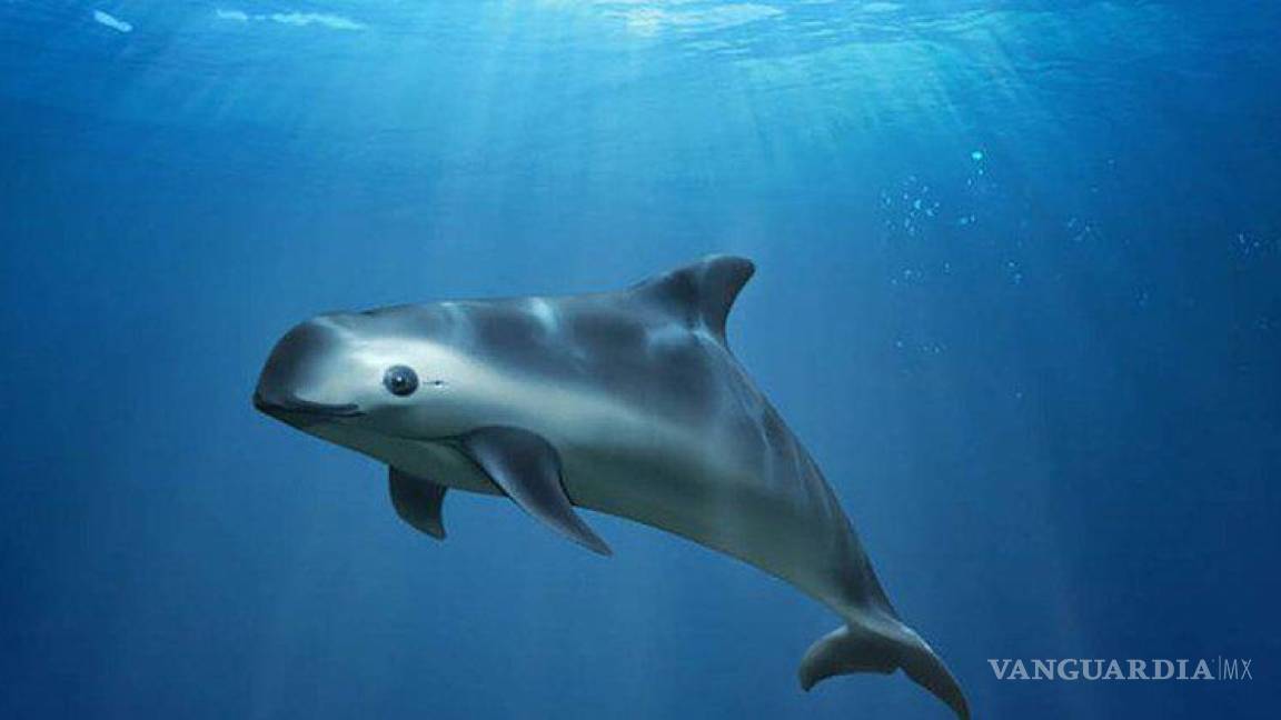 Prohíben a 184 países el comercio de especies delicadas con México, tras no proteger a la vaquita marina